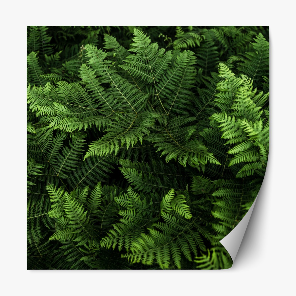 Repositionable sticker lush green fern foliage