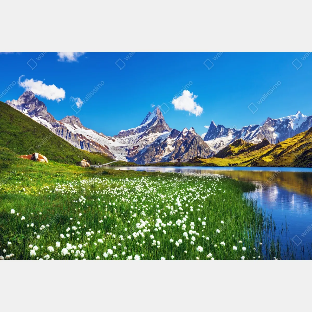 Naklejka repozycjonowalna alpejskie jezioro z łąką pełną kwiatów – Wallissimo® Naklejka repozycjonowalna alpejskie jezioro z łąką pełną kwiatów – Wallissimo®