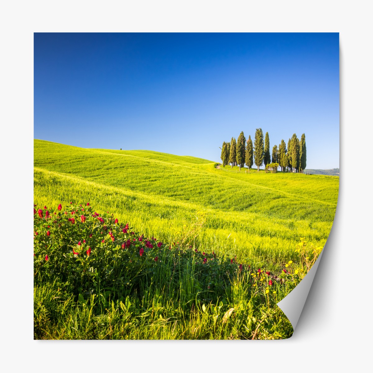 Repositionable sticker sunlit rolling green hills with cypress trees