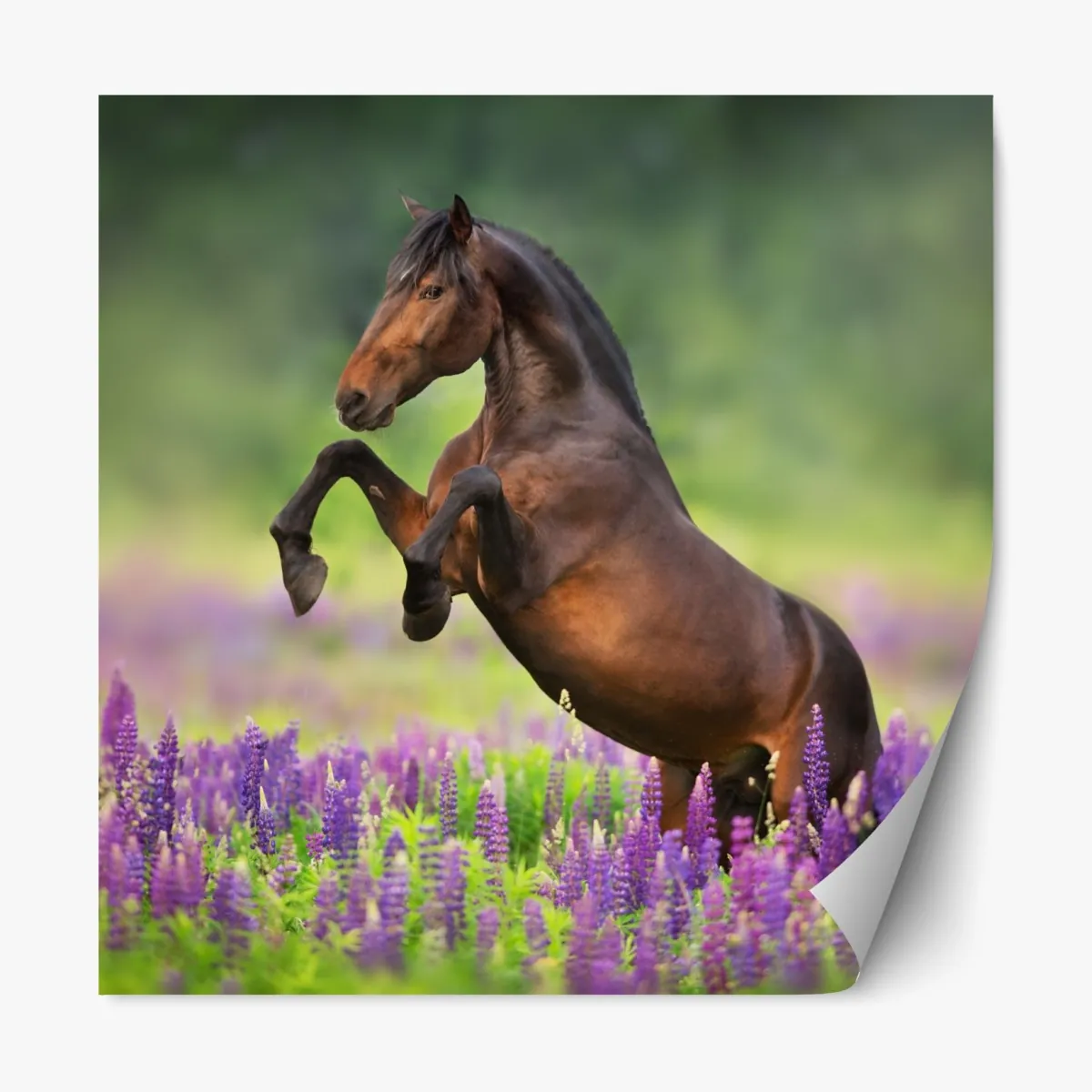 Naklejka repozycjonowalna ogier staje dęba w łubinowej łące – Wallissimo® Naklejka repozycjonowalna ogier staje dęba w łubinowej łące – Wallissimo®