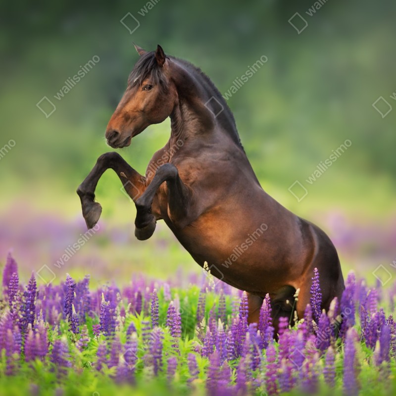 Naklejka repozycjonowalna ogier staje dęba w łubinowej łące – Wallissimo® Naklejka repozycjonowalna ogier staje dęba w łubinowej łące – Wallissimo®