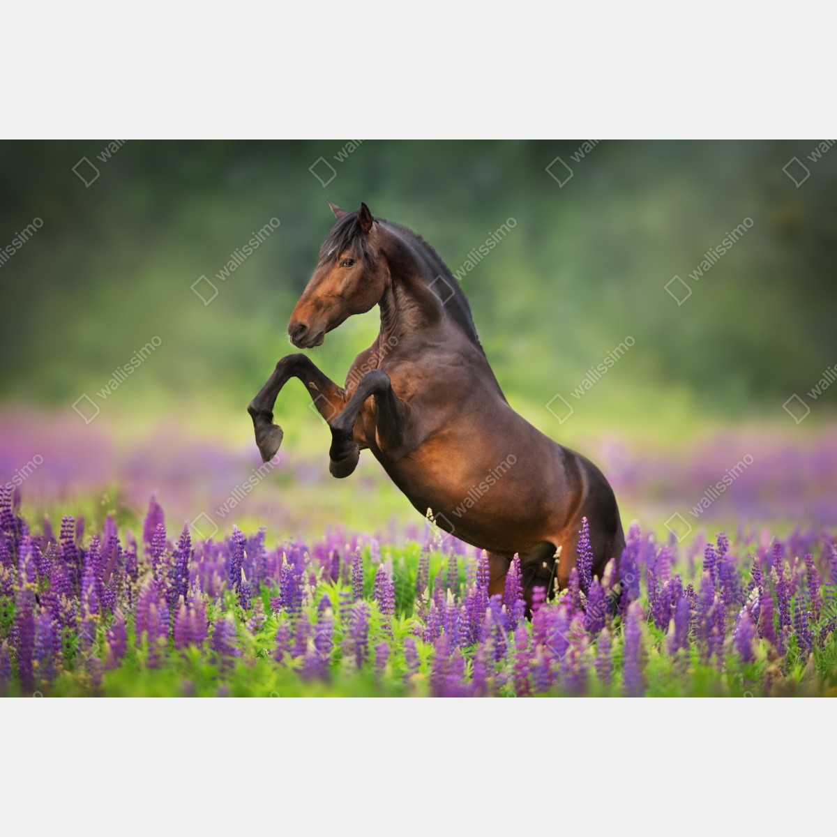 Naklejka repozycjonowalna ogier staje dęba w łubinowej łące – Wallissimo® Naklejka repozycjonowalna ogier staje dęba w łubinowej łące – Wallissimo®