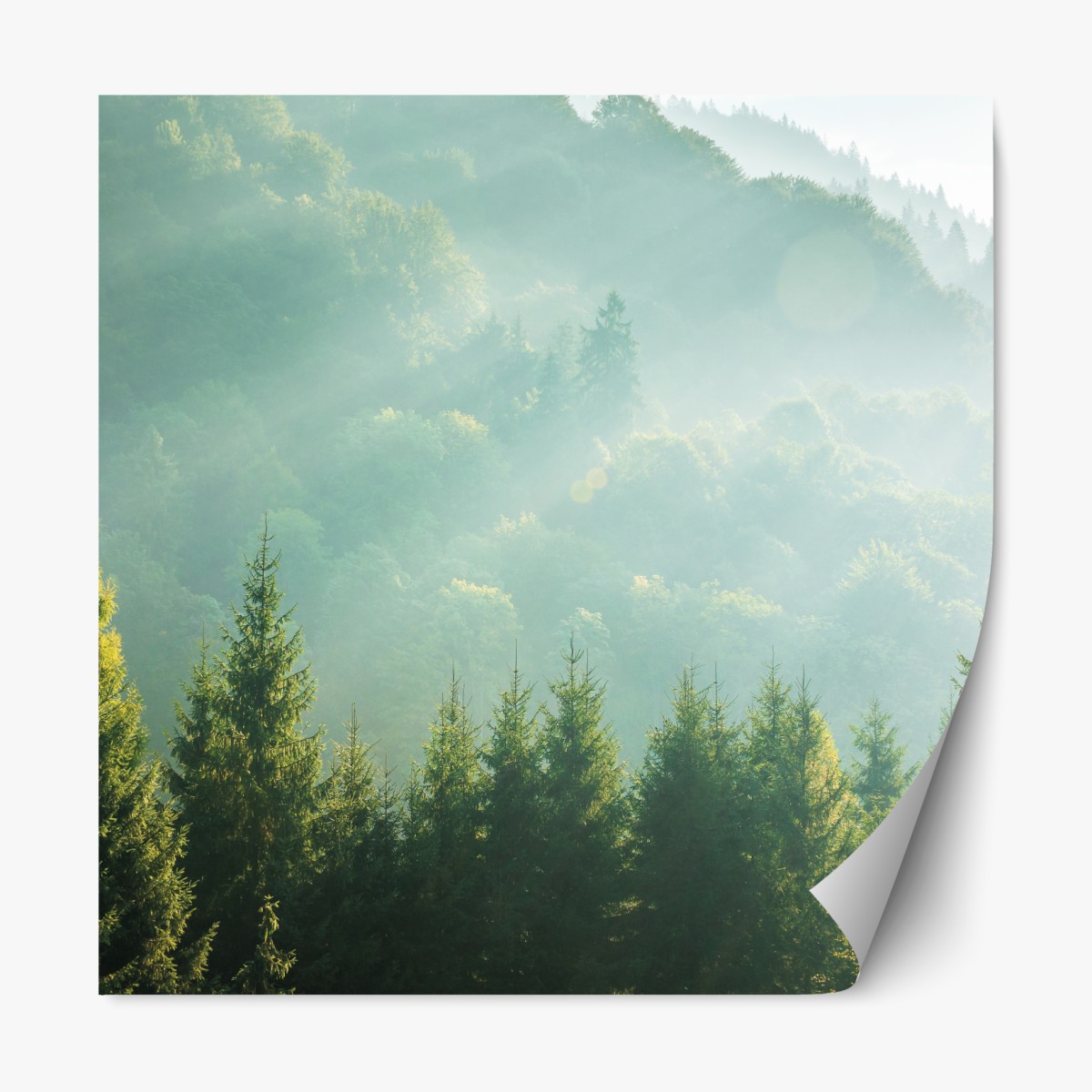Repositionable sticker misty spruce treetops at sunrise