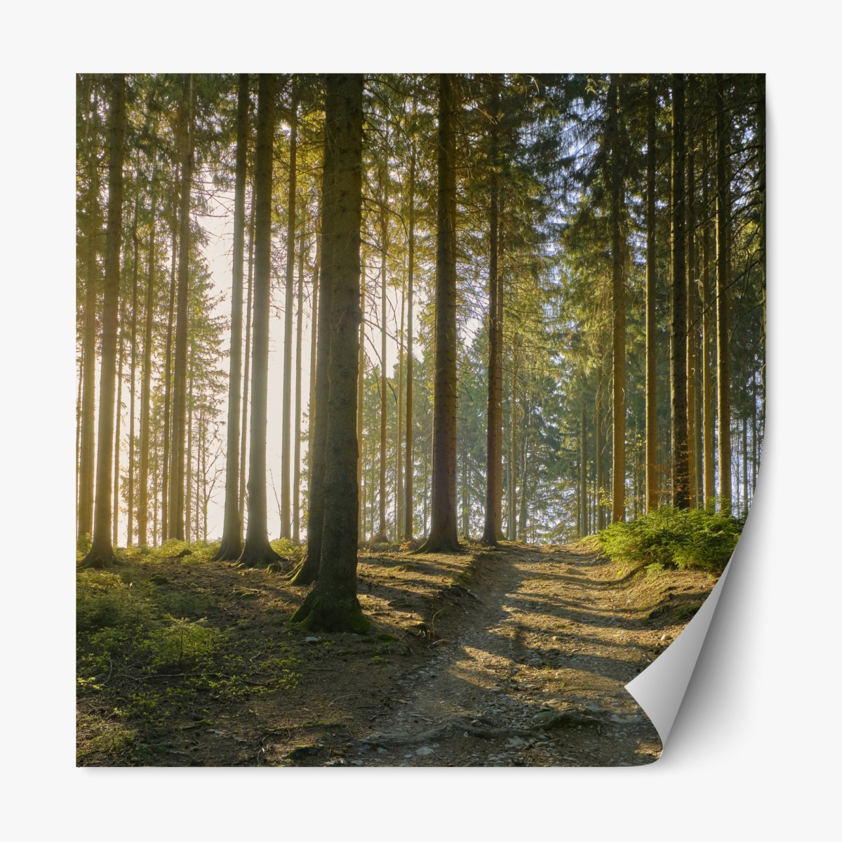 Repositionable sticker sunlit forest trail at dawn