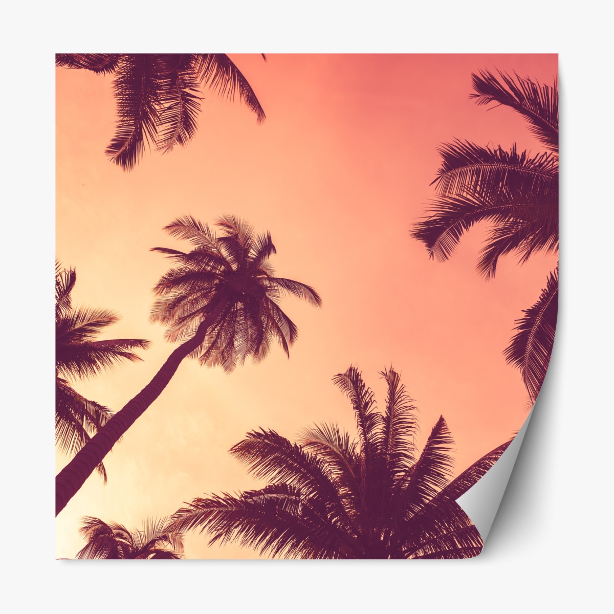 Repositionable sticker tropical palms at sunset