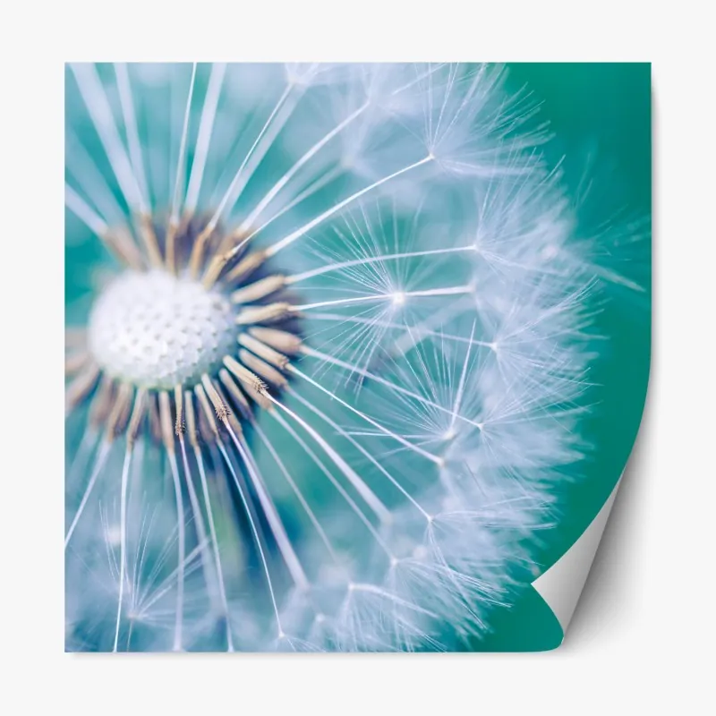 Naklejka repozycjonowalna turkusowy dmuchawiec z bliska