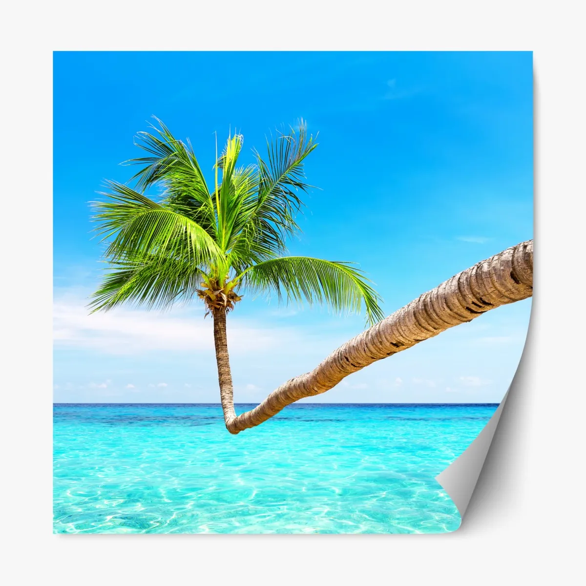 Naklejka repozycjonowalna tropikalna palma w Punta Cana – Wallissimo® Naklejka repozycjonowalna tropikalna palma w Punta Cana – Wallissimo®