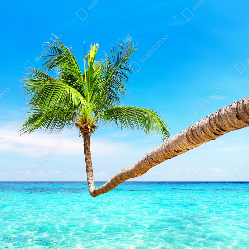 Naklejka repozycjonowalna tropikalna palma w Punta Cana – Wallissimo® Naklejka repozycjonowalna tropikalna palma w Punta Cana – Wallissimo®