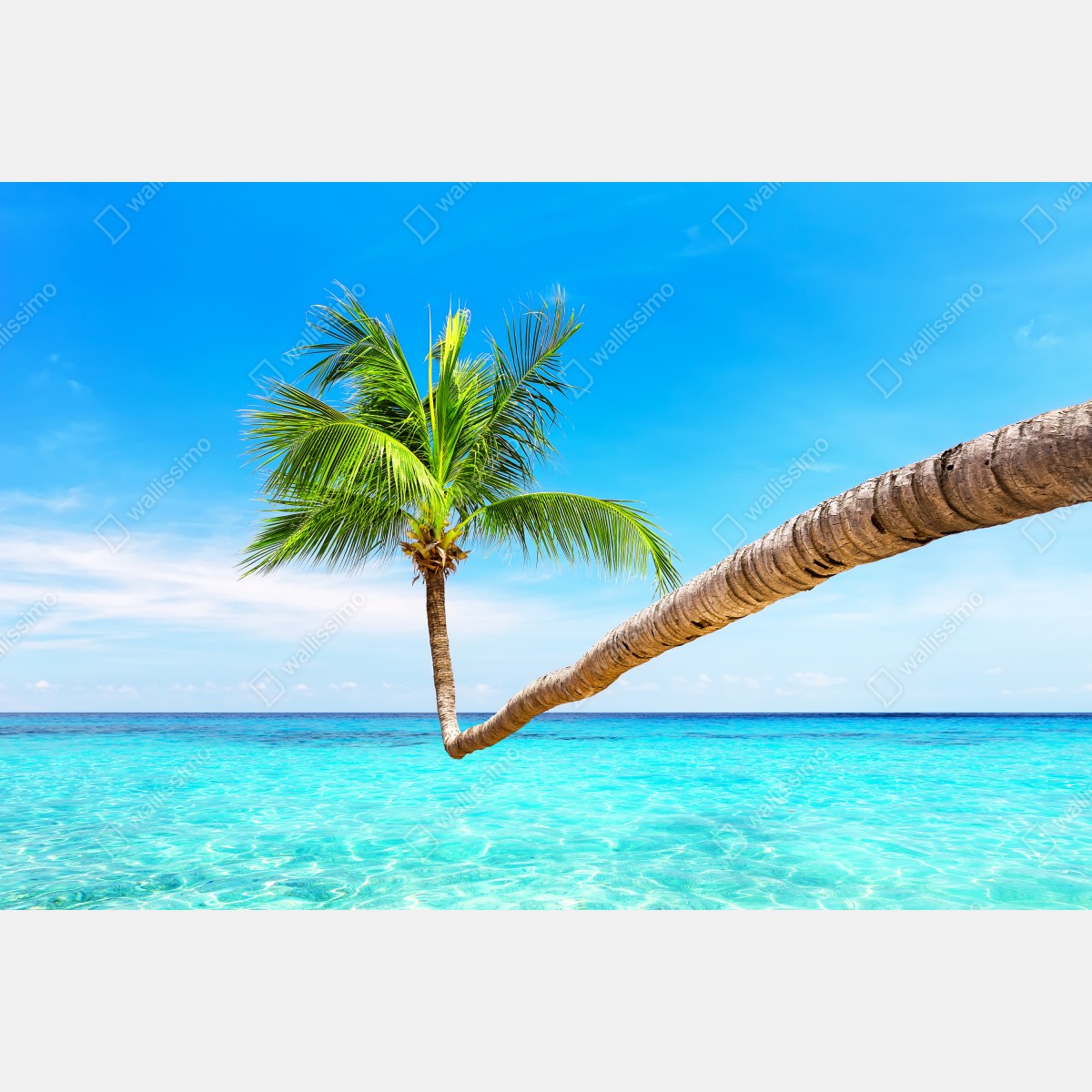 Naklejka repozycjonowalna tropikalna palma w Punta Cana – Wallissimo® Naklejka repozycjonowalna tropikalna palma w Punta Cana – Wallissimo®