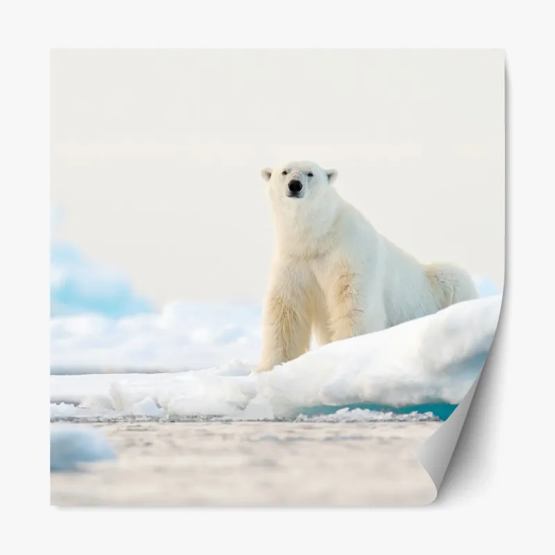 Naklejka repozycjonowalna niedźwiedź polarny na lodzie, Svalbard