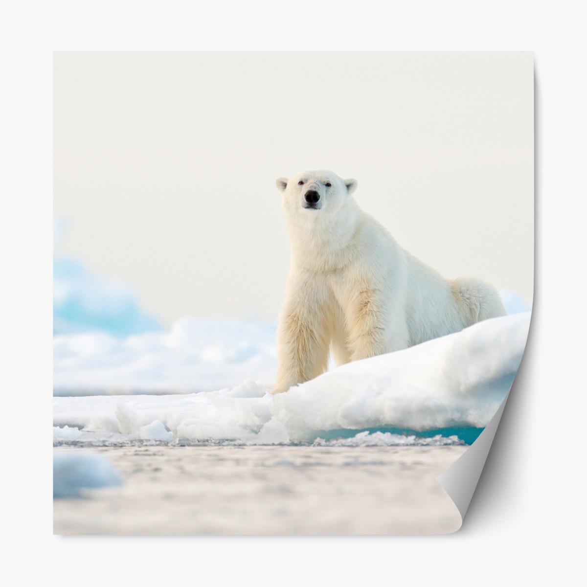 Repositionable sticker polar bear on Arctic ice, Svalbard