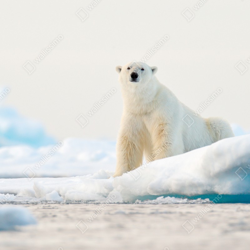 Naklejka repozycjonowalna niedźwiedź polarny na lodzie, Svalbard – Wallissimo® Naklejka repozycjonowalna niedźwiedź polarny na lodzie, Svalbard – Wallissimo®