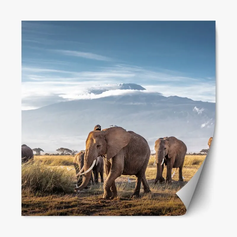 Naklejka repozycjonowalna stado słoni przed Kilimandżaro