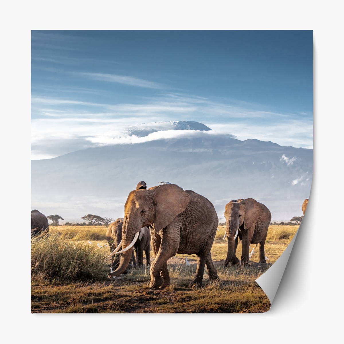Repositionable sticker elephant herd in front of Mount Kilimanjaro