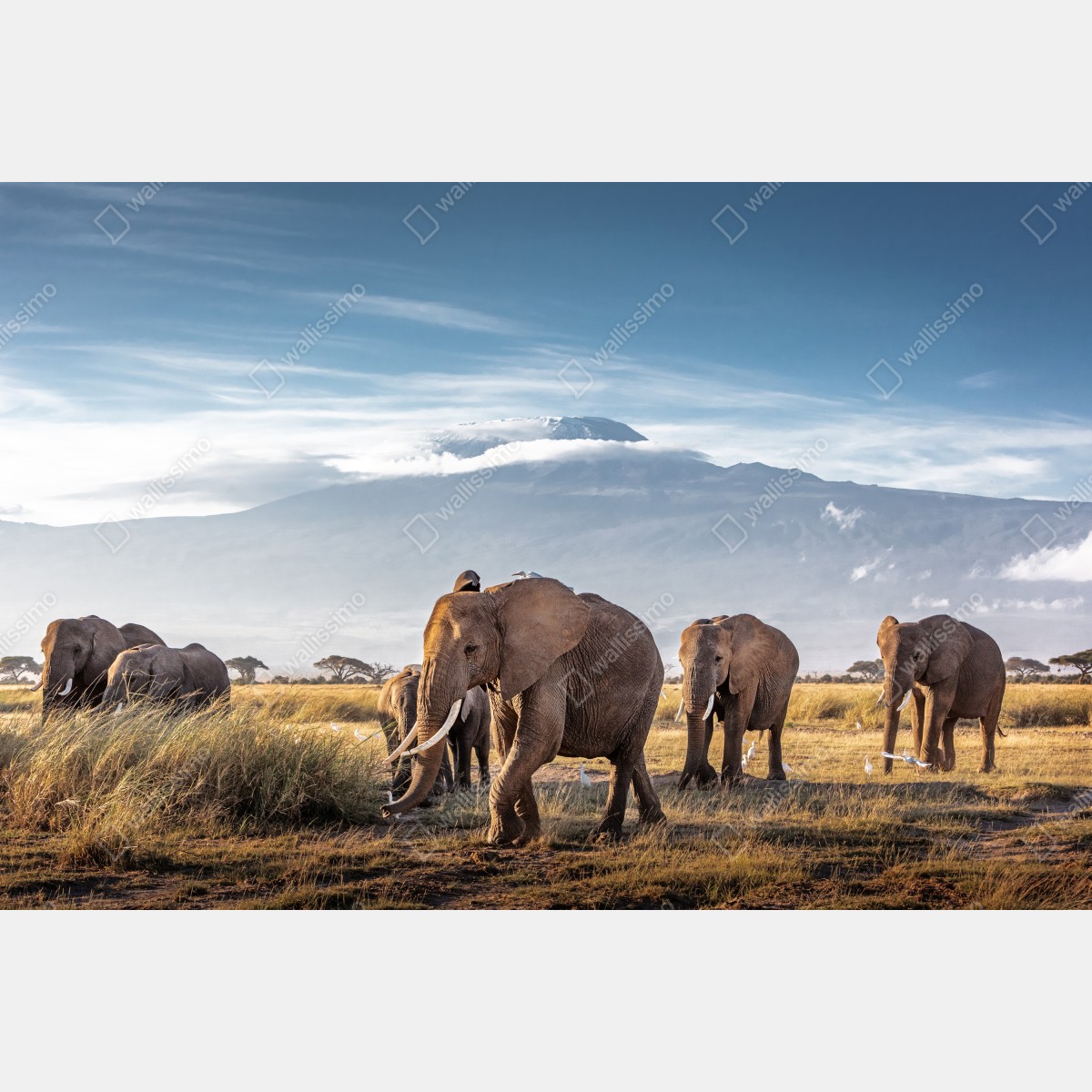 Naklejka repozycjonowalna stado słoni przed Kilimandżaro – Wallissimo® Naklejka repozycjonowalna stado słoni przed Kilimandżaro – Wallissimo®