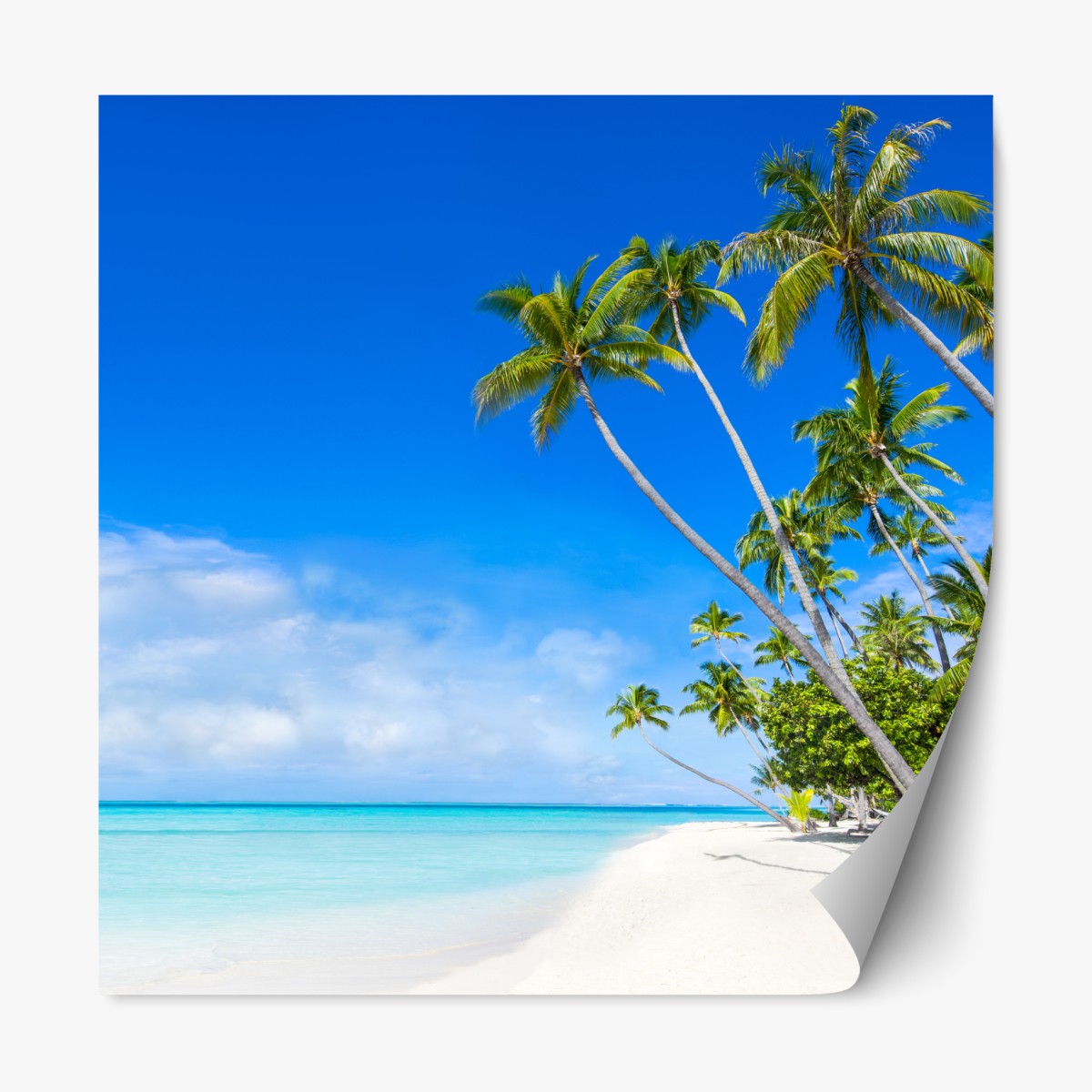 Repositionable sticker tropical palm beach paradise