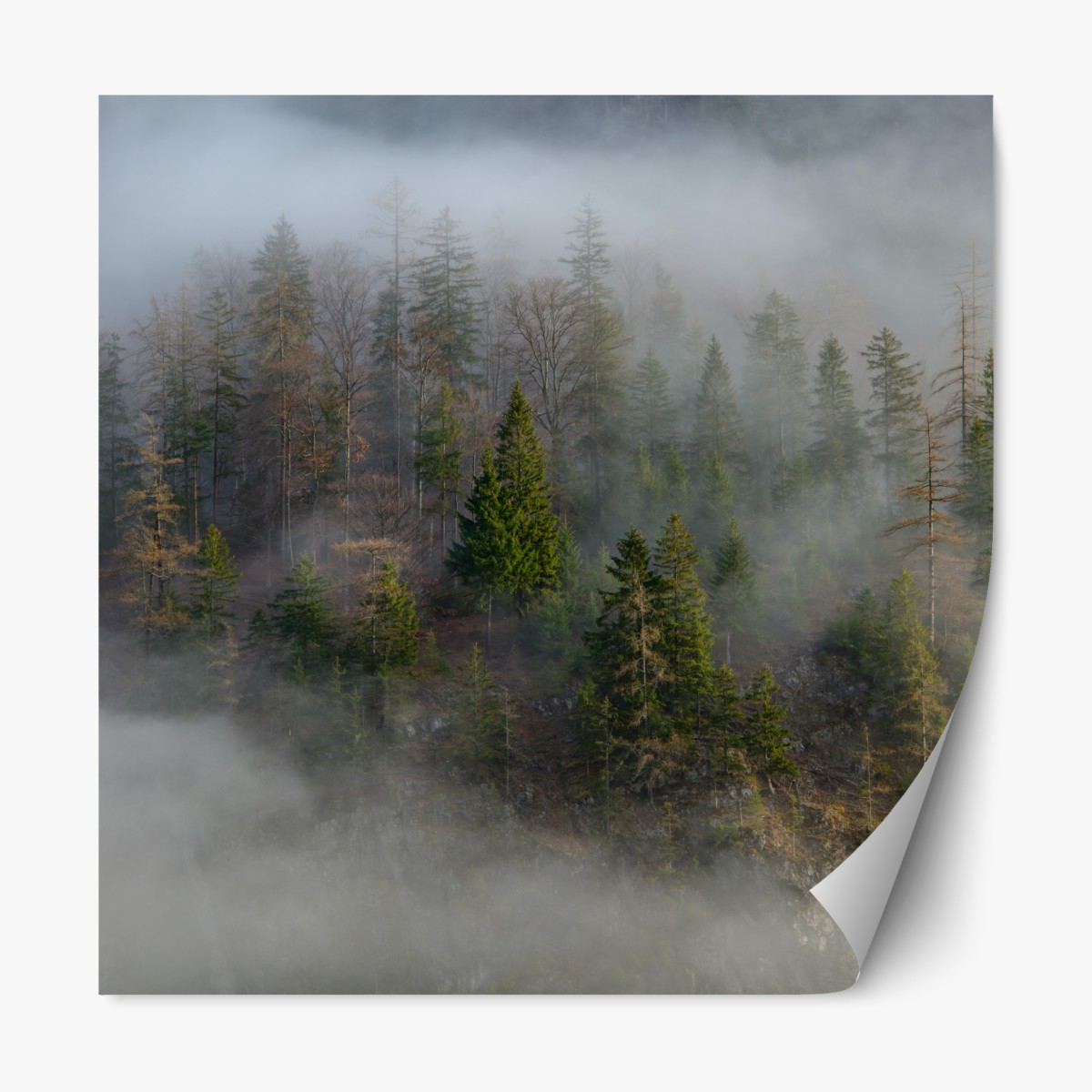Repositionable sticker misty mountain forest