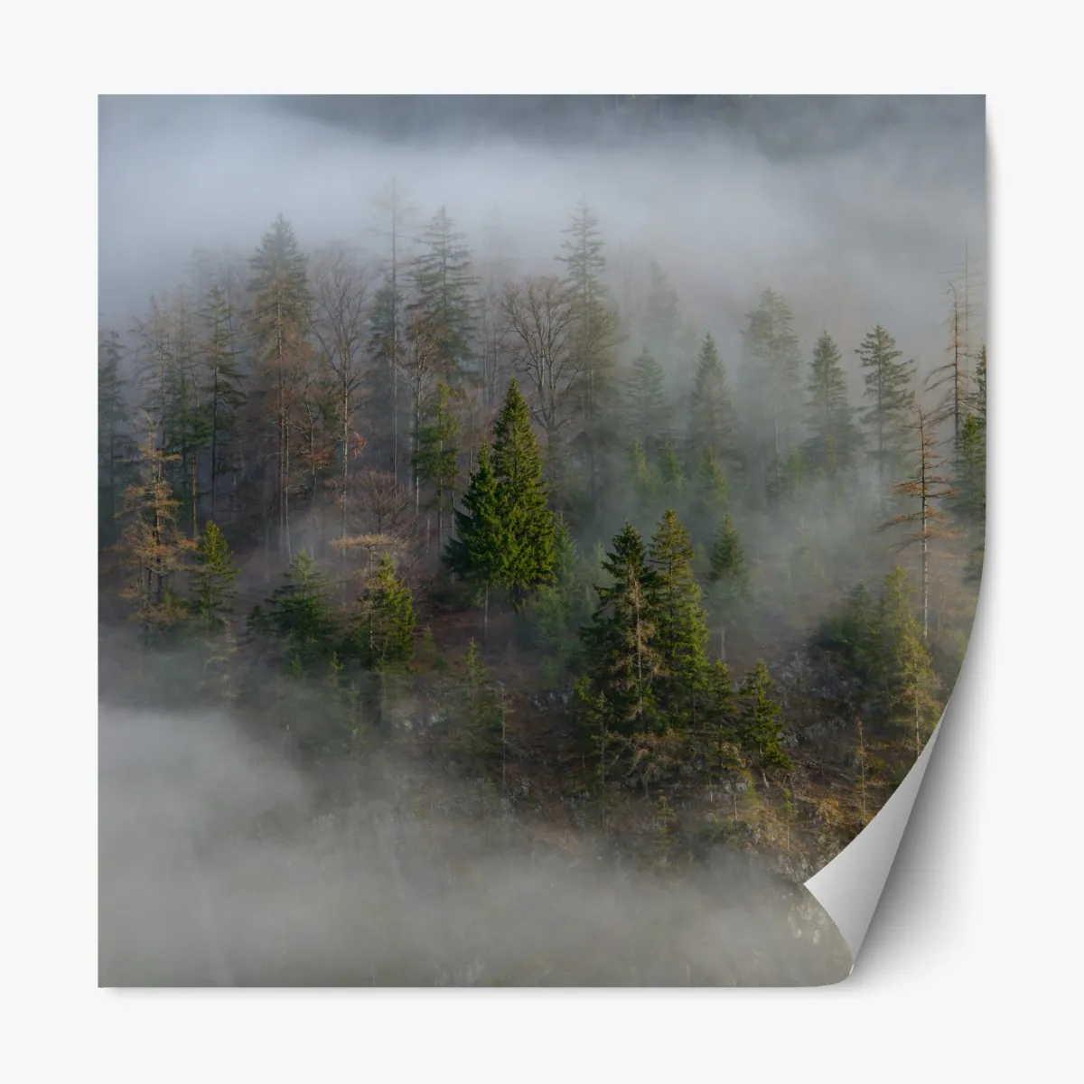 Naklejka repozycjonowalna mglisty górski las – Wallissimo® Naklejka repozycjonowalna mglisty górski las – Wallissimo®