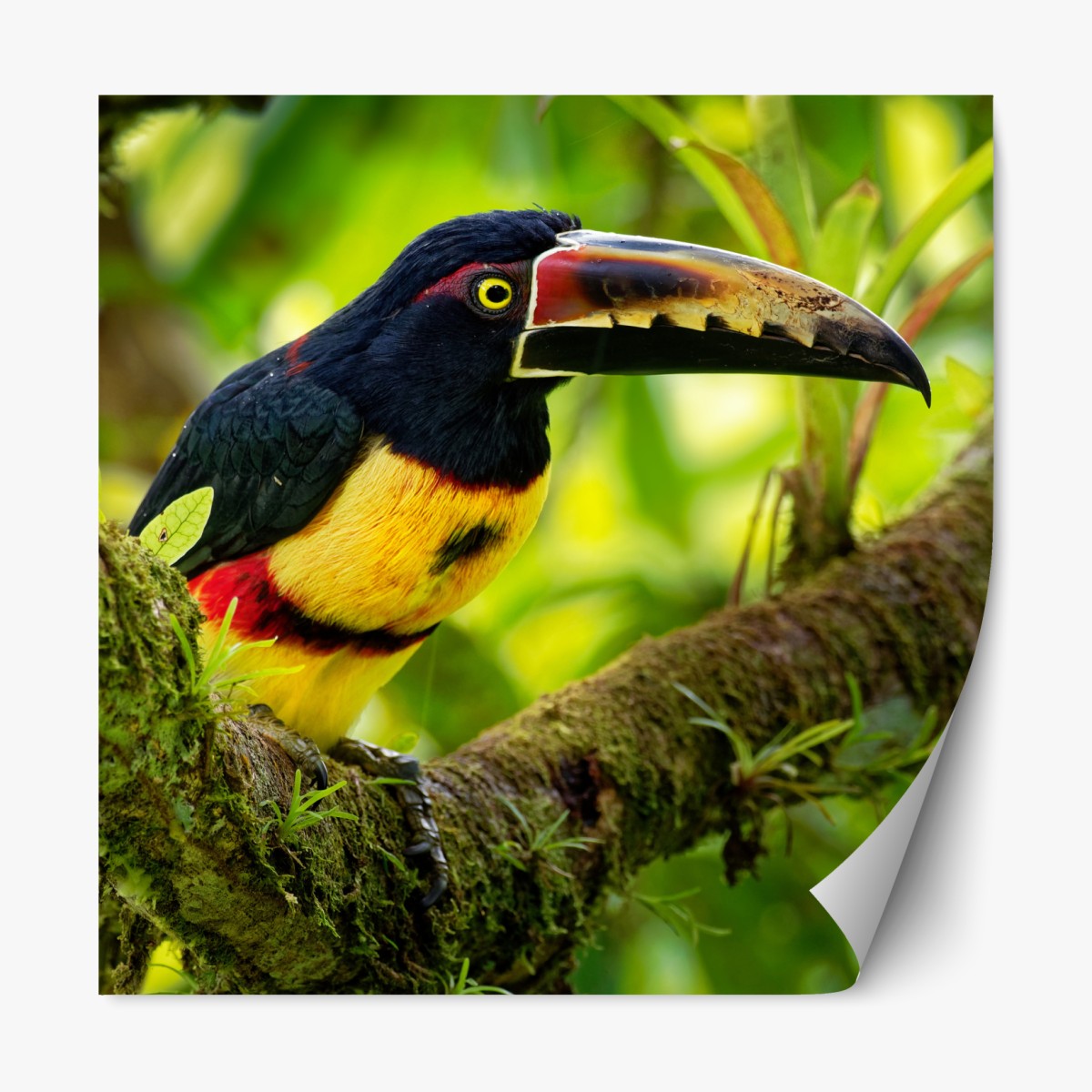 Repositionable sticker vibrant collared aracari in tropical foliage