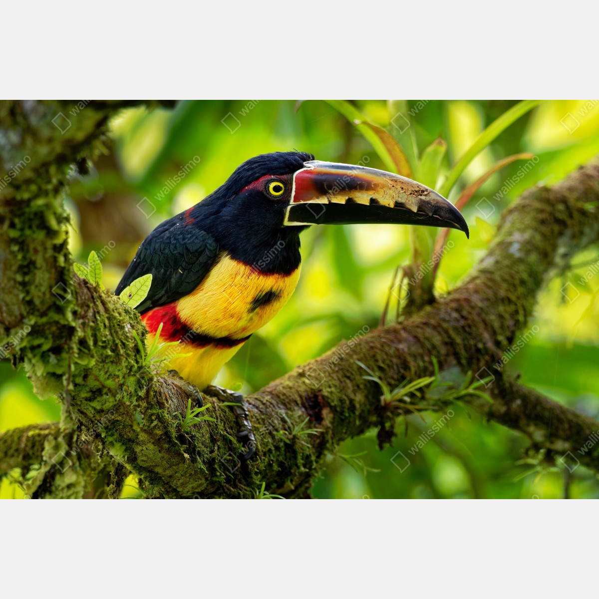 Naklejka repozycjonowalna żywy tukan aracari w tropikalnej dżungli – Wallissimo® Naklejka repozycjonowalna żywy tukan aracari w tropikalnej dżungli – Wallissimo®