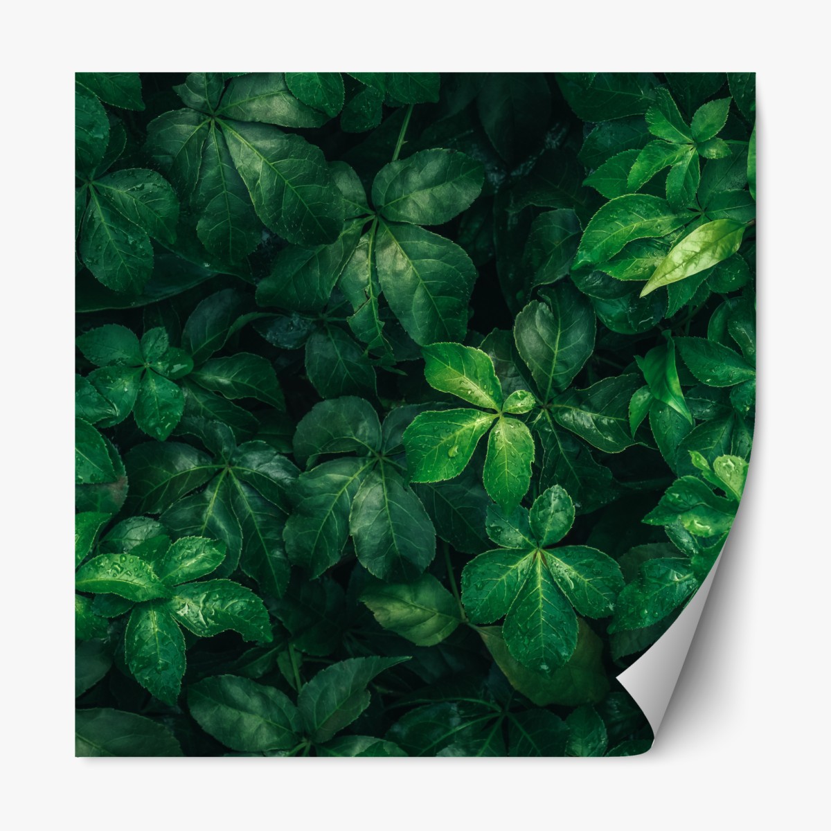 Repositionable sticker lush tropical green foliage