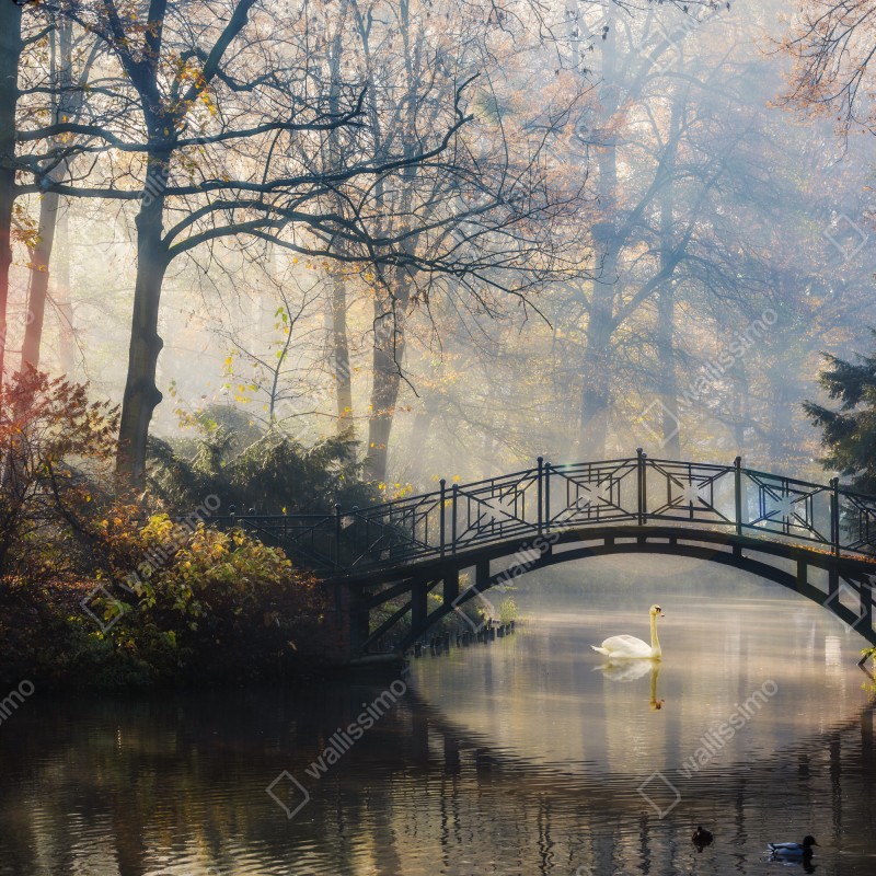 Naklejka repozycjonowalna mglisty jesienny most z łabędziem – Wallissimo® Naklejka repozycjonowalna mglisty jesienny most z łabędziem – Wallissimo®