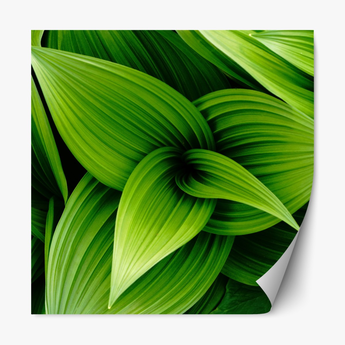 Repositionable sticker lush green leaves pattern