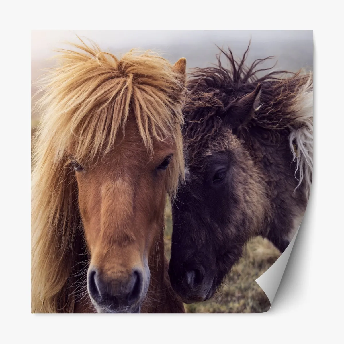 Naklejka repozycjonowalna dwa konie na mglistym wzgórzu, Wyspy Owcze – Wallissimo® Naklejka repozycjonowalna dwa konie na mglistym wzgórzu, Wyspy Owcze – Wallissimo®