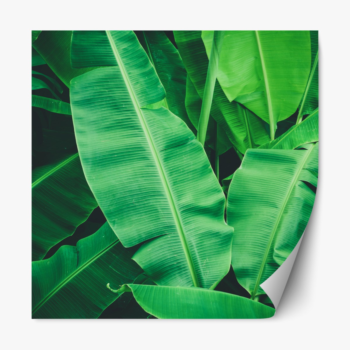 Repositionable sticker lush tropical banana leaves