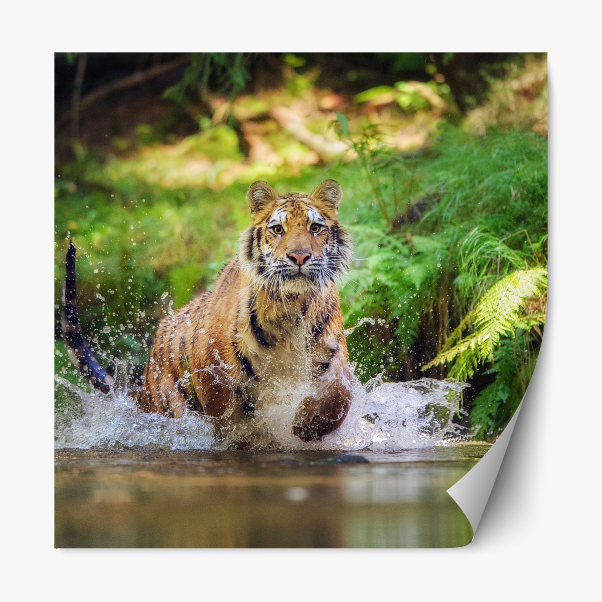 Repositionable sticker majestic tiger in forest stream