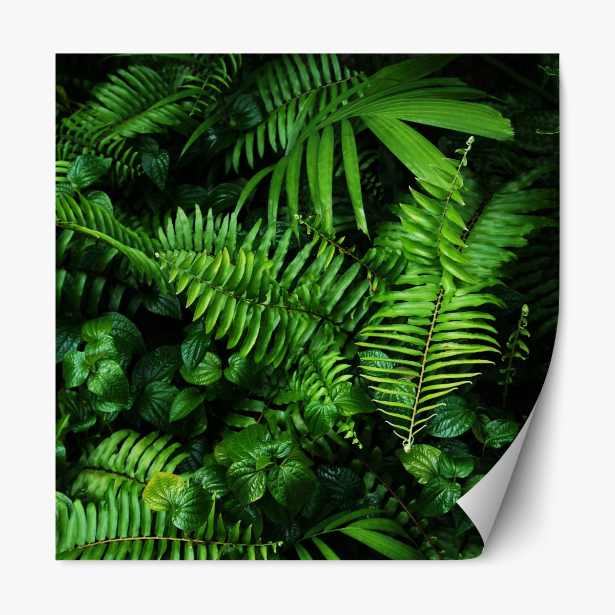 Repositionable sticker lush tropical fern leaves
