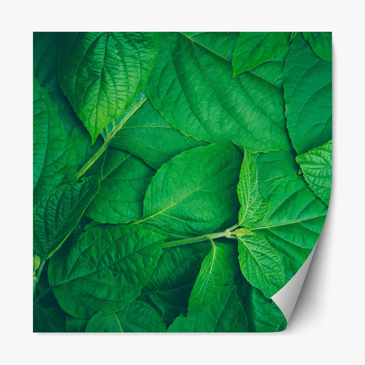 Repositionable sticker lush green leaves texture
