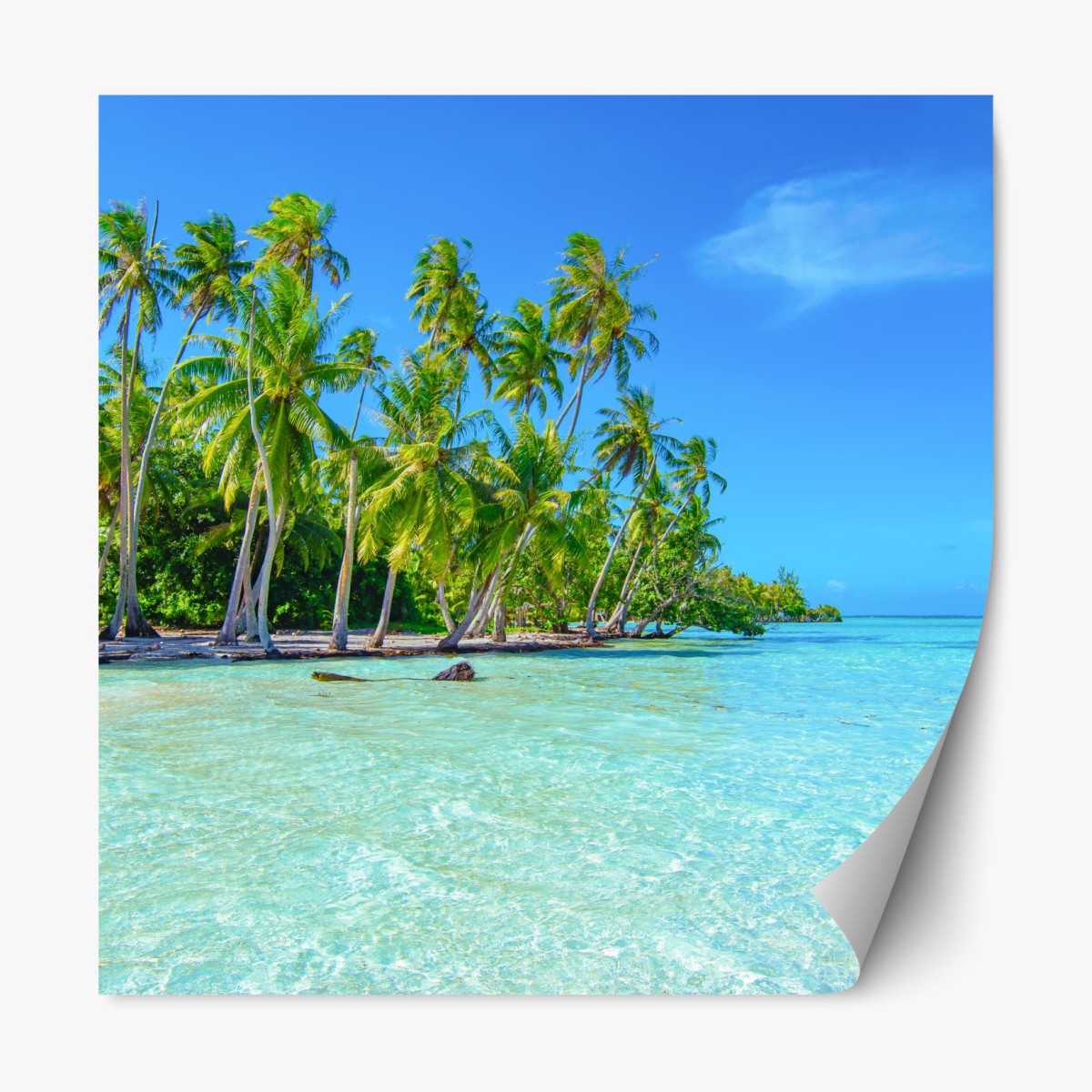 Repositionable sticker tropical palm beach paradise