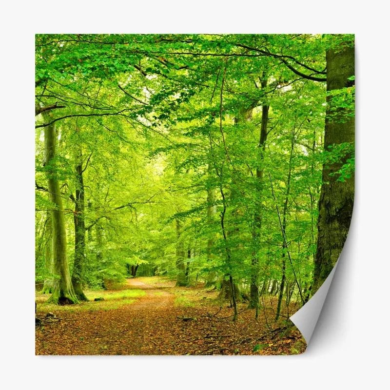 Naklejka repozycjonowalna spokojna zielona leśna ścieżka