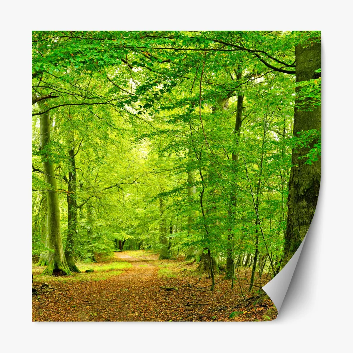 Naklejka repozycjonowalna spokojna zielona leśna ścieżka – Wallissimo® Naklejka repozycjonowalna spokojna zielona leśna ścieżka – Wallissimo®