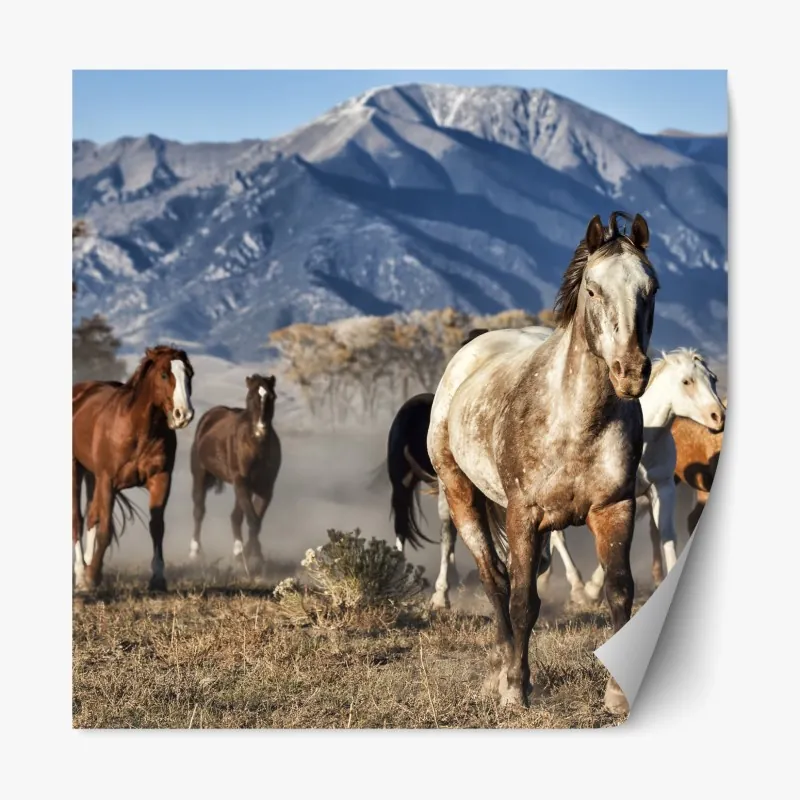 Naklejka repozycjonowalna czerwono-białe tulipany na czarnym tle – Wallissimo®