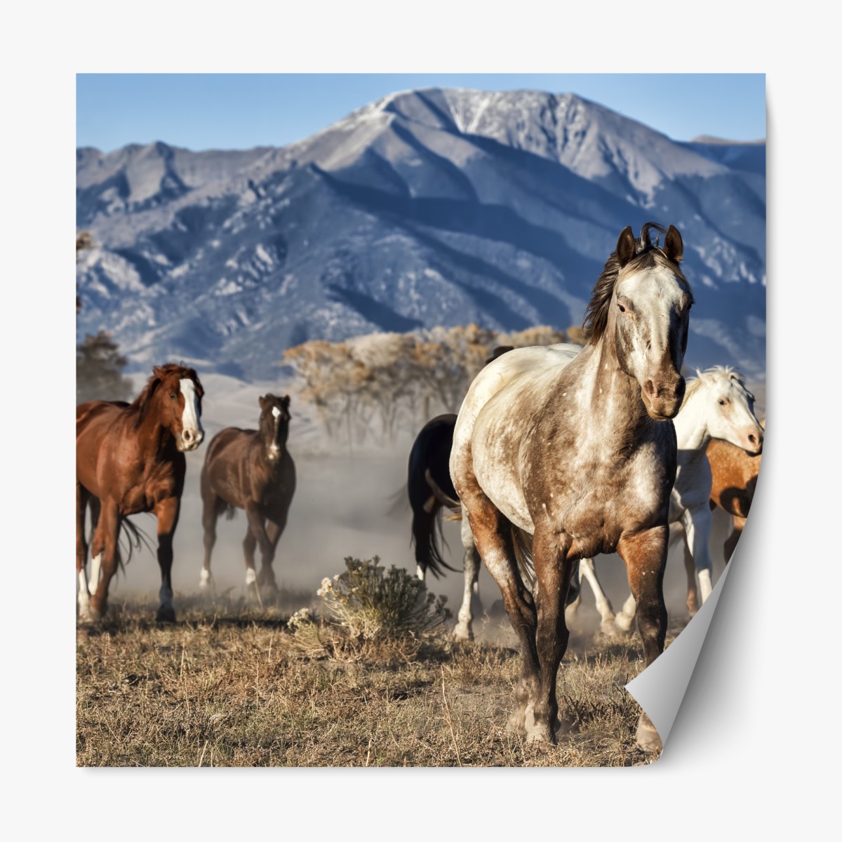 Repositionable sticker wild horses running in a mountain meadow