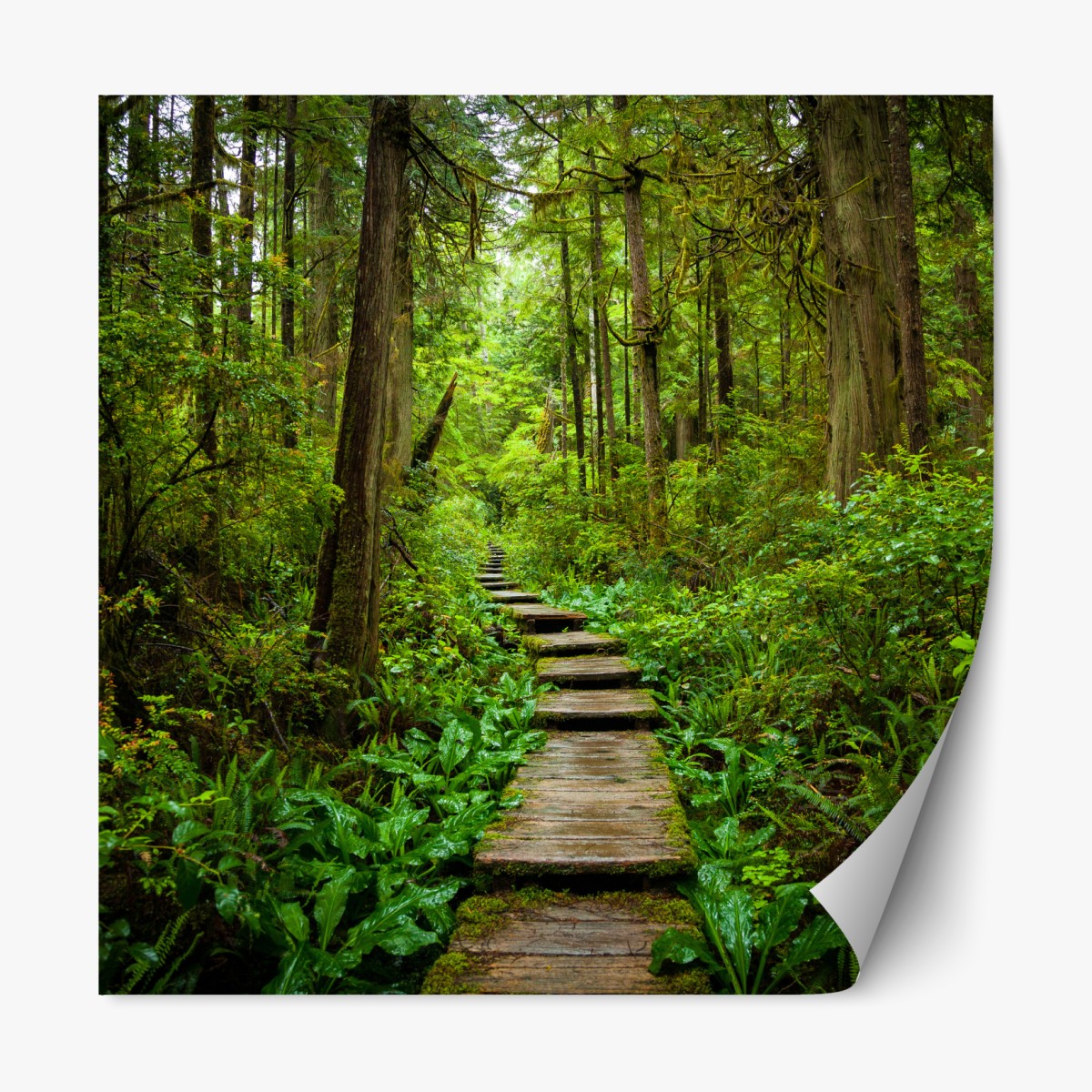 Repositionable sticker serene forest boardwalk path