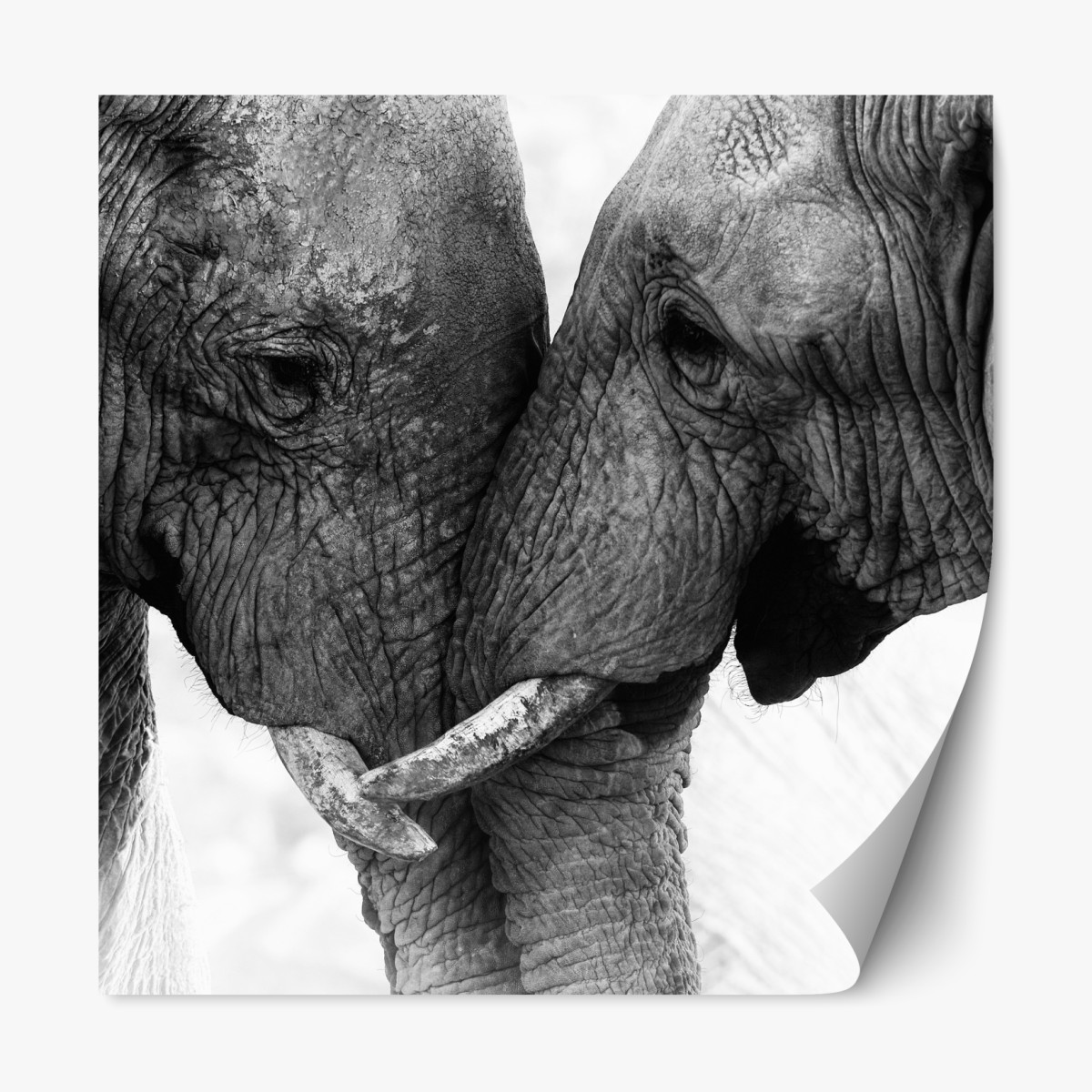 Repositionable sticker elephant embrace black and white portrait