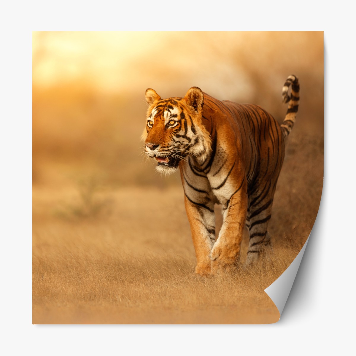 Repositionable sticker majestic tiger in golden light