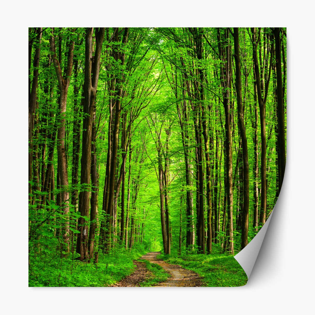 Repositionable sticker lush green forest pathway