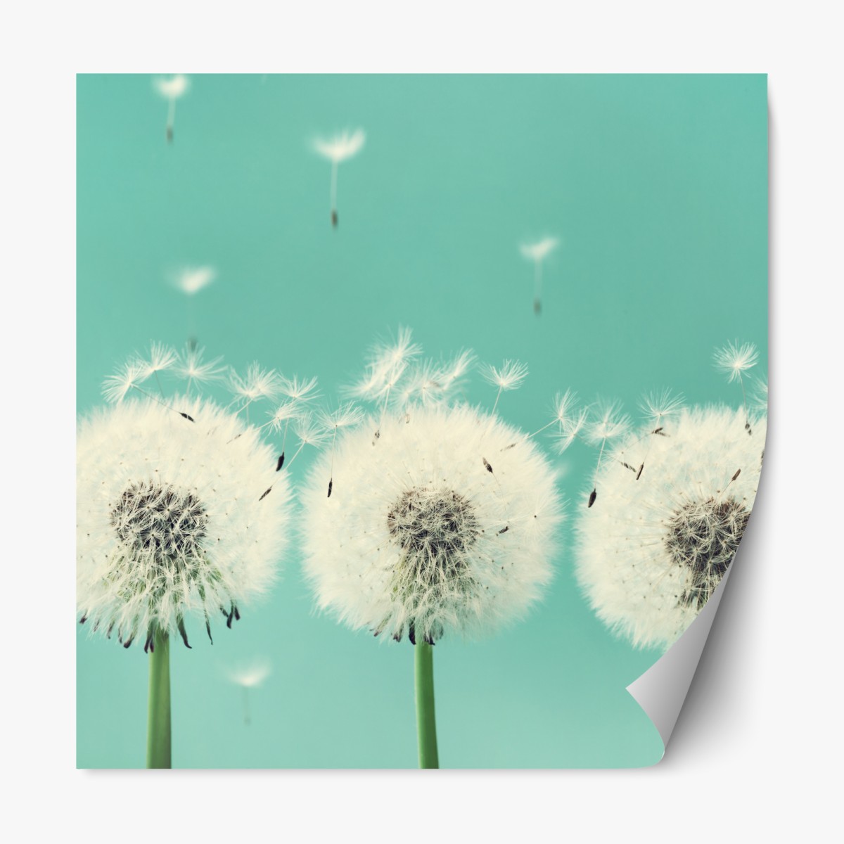 Repositionable sticker three dandelion puffballs on turquoise background