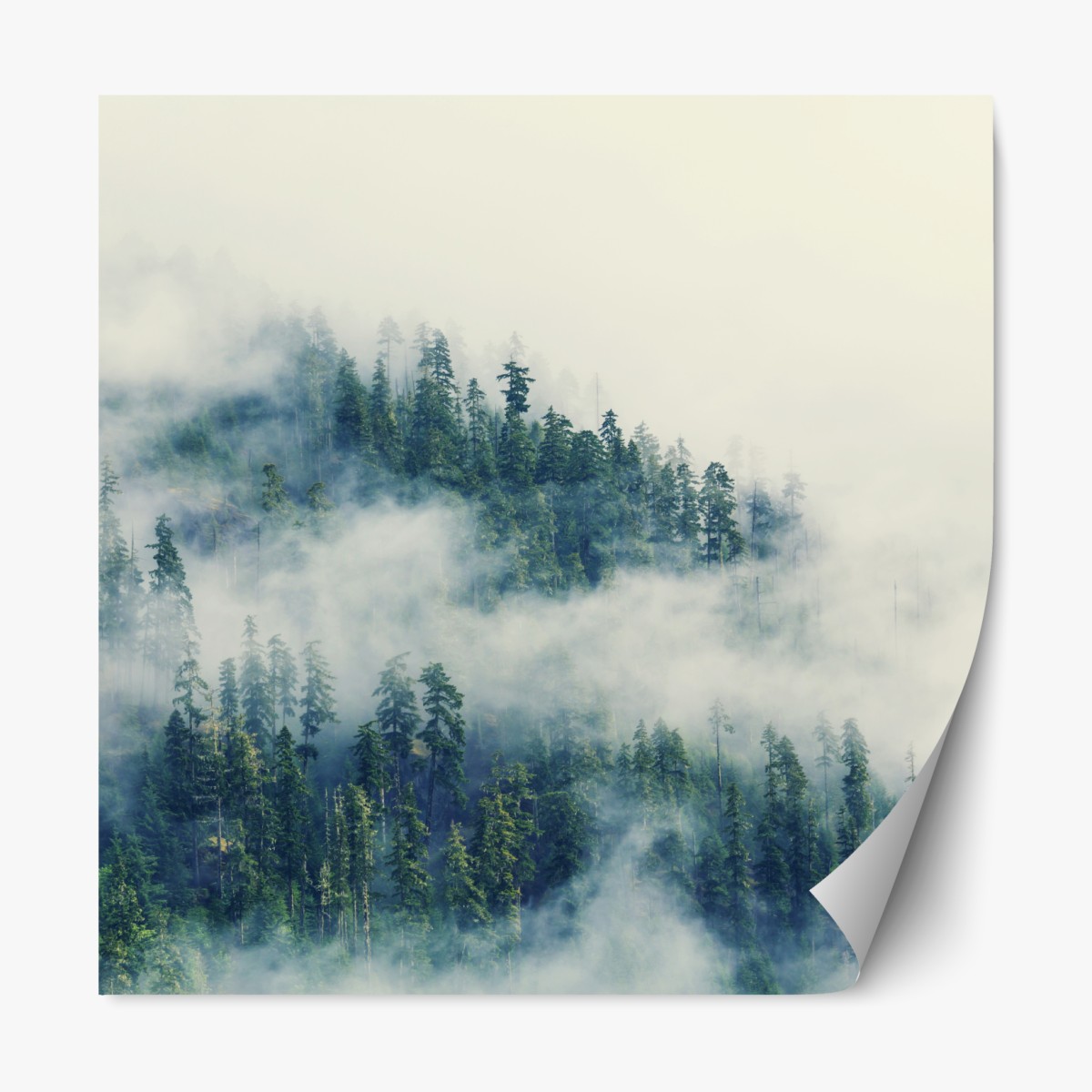 Repositionable sticker misty evergreen forest