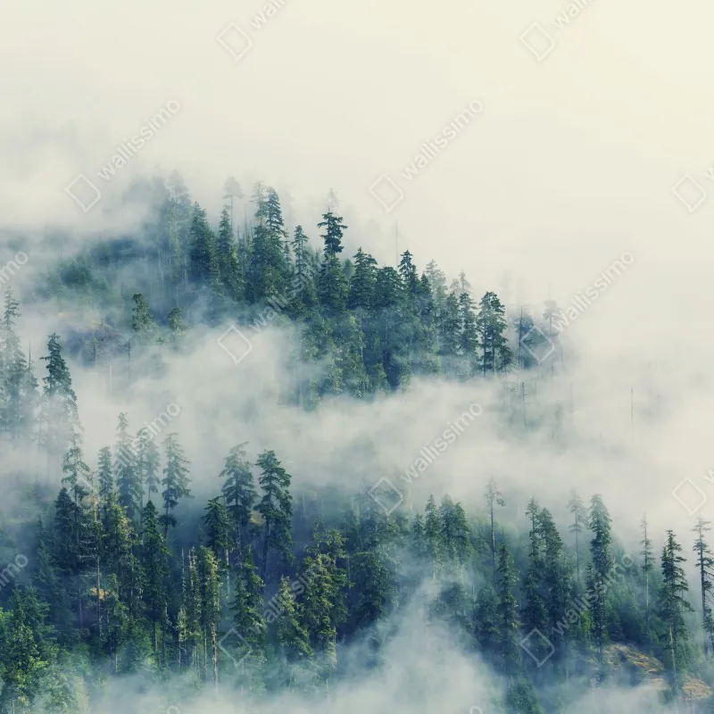 Naklejka repozycjonowalna mglisty las – Wallissimo® Naklejka repozycjonowalna mglisty las – Wallissimo®