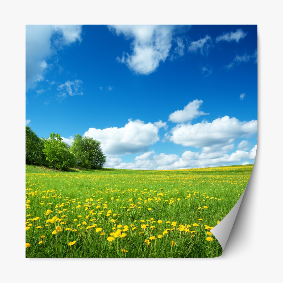 Repositionable sticker sunny meadow with dandelions and blue sky