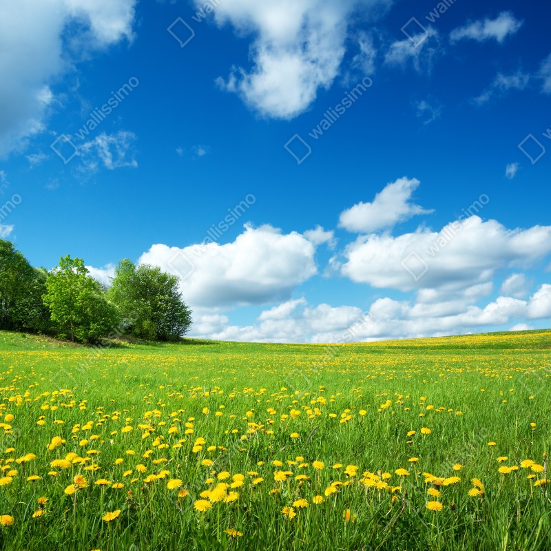 Naklejka repozycjonowalna słoneczna łąka z mniszkami i błękitnym niebem – Wallissimo® Naklejka repozycjonowalna słoneczna łąka z mniszkami i błękitnym niebem – Wallissimo®