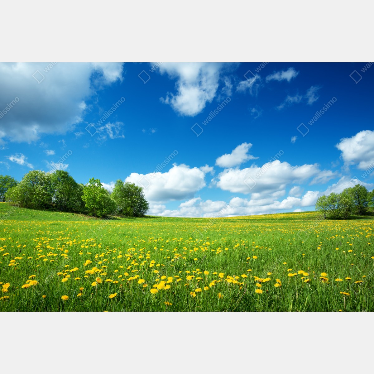 Naklejka repozycjonowalna słoneczna łąka z mniszkami i błękitnym niebem – Wallissimo® Naklejka repozycjonowalna słoneczna łąka z mniszkami i błękitnym niebem – Wallissimo®