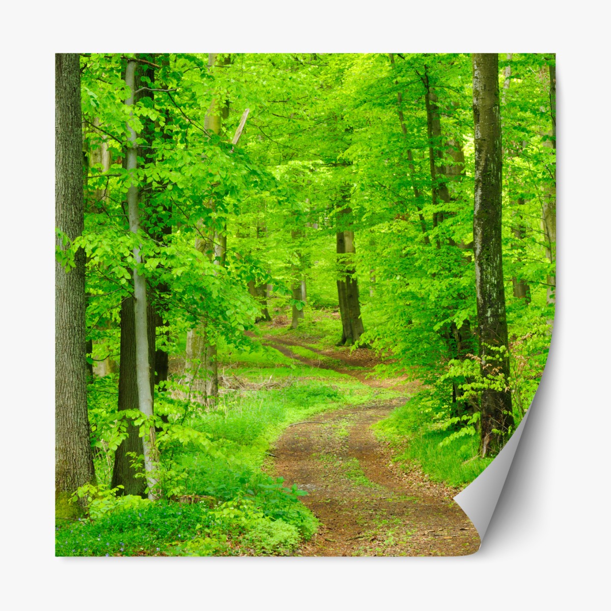 Repositionable sticker serene forest path in spring