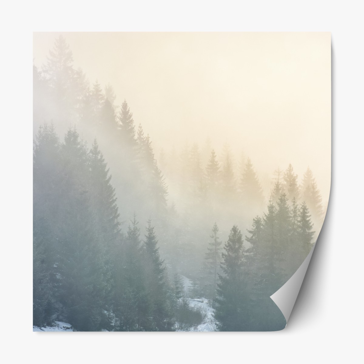 Repositionable sticker misty spruce forest sunrise