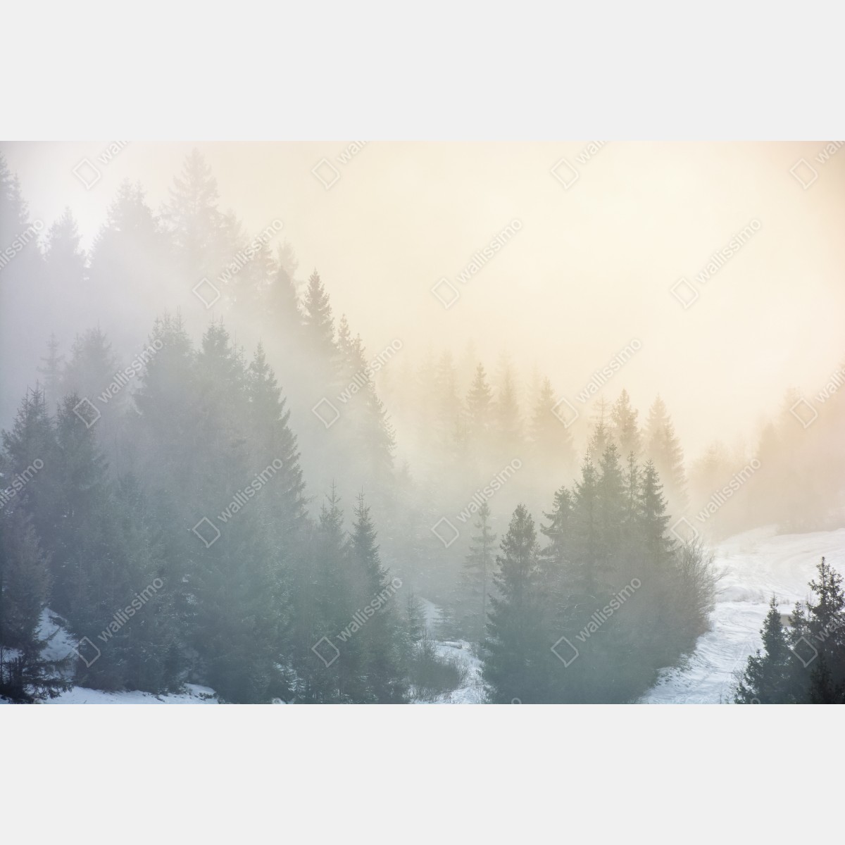 Naklejka repozycjonowalna mglisty las świerkowy o wschodzie słońca – Wallissimo® Naklejka repozycjonowalna mglisty las świerkowy o wschodzie słońca – Wallissimo®